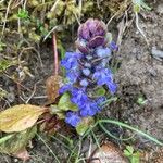 Ajuga pyramidalisFleur