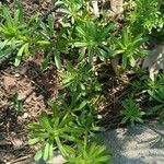 Galium pumilum Ліст