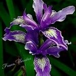 Iris douglasiana Blüte