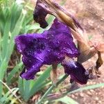 Iris pumila Flor