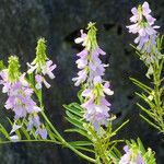 Galega officinalis Blomma