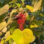 Idesia polycarpa Fruit