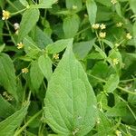 Galinsoga parviflora Leaf