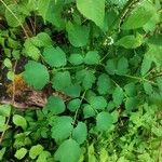 Thalictrum aquilegiifolium Leaf