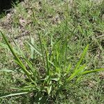 Paspalum urvillei Листок