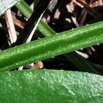 Rubia tinctorum Bark