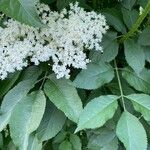 Sambucus nigraപുഷ്പം