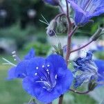 Phacelia campanularia Flor