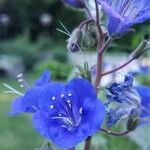 Phacelia campanularia 花