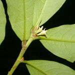 Erythroxylum macrophyllum Лист