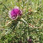 Cirsium richterianum Leaf