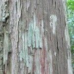 Chaetocarpus schomburgkianus Corteza