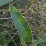 Smilax campestris Ліст