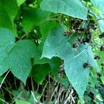 Rubus odoratus عادت داشتن