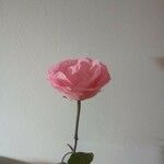 Rosa luciae 花