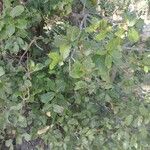 Quercus acutissima Fulla