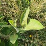 Combretum molle Leaf