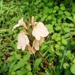 Crossandra mucronata Λουλούδι