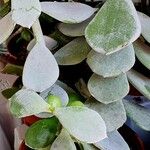 Cotyledon orbiculata برگ