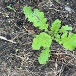 Brassica juncea Leaf