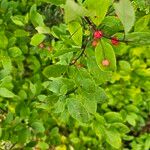 Ilex mucronata Fruto