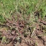 Ammannia baccifera 整株植物