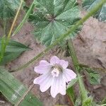 Malva neglecta Kwiat