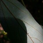 Actinodaphne borneensis Leaf
