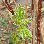 Acer opalus Blad