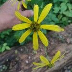 Rudbeckia laciniataFleur