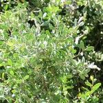 Leptospermum laevigatum Blad