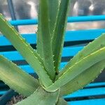 Aloe thraskii Hostoa