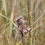 Allium savii Fruto