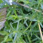 Achillea ptarmica Hoja