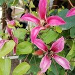 Clematis texensis Flower