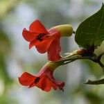 Rhododendron christi Flower