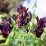 Cerinthe major Цветок