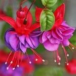 Fuchsia magellanica Fleur