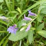 Lobelia siphiliticaFlower