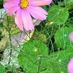 Cosmos parviflorus برگ