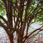 Eugenia uniflora Bark