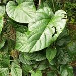 Cissus nodosa Leaf