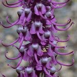 Pedicularis groenlandica Blüte