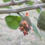 Broussonetia papyrifera Fruit