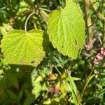 Agastache foeniculumLeaf