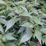 Ageratina riparia 葉