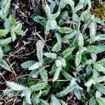 Inula montana Leaf