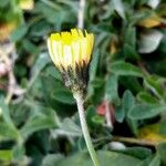 Pilosella officinarum Flower