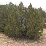 Juniperus monosperma عادت داشتن