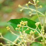 Dichostemma glaucescens Flower